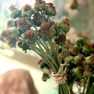 Lanceleaf COREOPSIS Flower Stalk Seed Head BUNDLES~ 10-12 Heads Per~500 Seeds +-